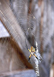 Orb Web Spider 11a