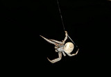 White Night Spider 1.jpg