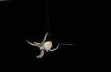 White Night Spider 2.jpg