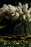 Pampas Grass and Water Lilies.jpg