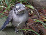 Leaving the Nest