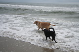 dogs on the beach