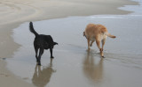 dogs on the beach
