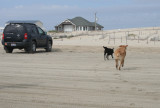 dogs on the beach