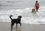 lucy, sam, and doug