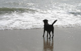 lucy at the beach
