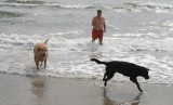 dogs at the beach