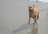 sam at the beach