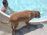 sam considers a swim