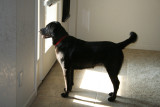 lucy looking for doug