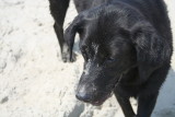 lucy
