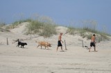 dogs and boys