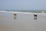 sam and lucy on the beach