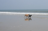 dogs on vacation