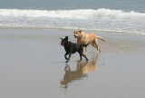 dogs on vacation