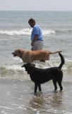 dogs with doug