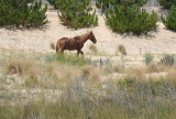 wild horse