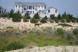wild horse