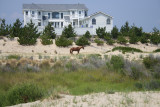 wild horse