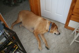 samson