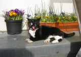 poes