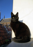 in the sun