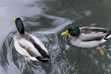 Mallard Ducks.jpg