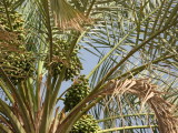 Date palms