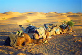 Camels in Ksar Ghilane
