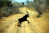 Sable Antelope crossing the way...
