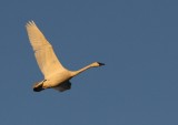 1-30-07 swan2  ttl.jpg