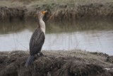 2-13-07 cormorant ttl.jpg
