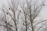 2-13-07 Eagle Tree ttl.jpg