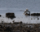 2-27-07 Swan rocks Fir Is.JPG