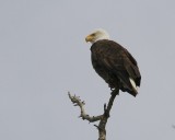 2-27-07 Bayview eagle2 ttl.jpg