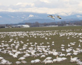 2-27-07 Fir Is geese landing ttl.jpg