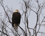 2-27-07 Samish Eagle adj ttl.jpg