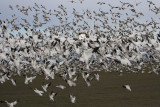2-27-07 Fir Is goose melange ttl.JPG