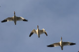 2-27-07 snow goose show 1 ttl.jpg