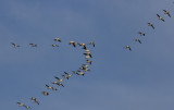 2-27-07 snow goose show 3 tttl.jpg