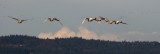 2-27-07 start of swan show 4 ttl.jpg