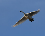 2-27-07 start of swan show 10 ttl.jpg