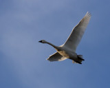 2-27-07 start of swan show 11 ttl.jpg
