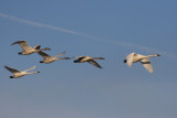 2-27-07 start of swan show 12 ttl.jpg