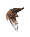 3-2-07 red tailed hawk ttl2.jpg