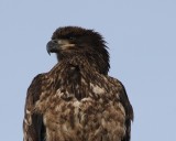 3-4-07 eagle up close and personal ttl.jpg