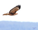 3-6-07 Red Tail 2908 ttl.jpg