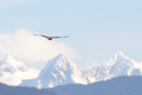 3-6-07 Red Tail cascades 2899 ttl.jpg