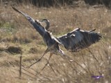 3-6-07 Heron 2793 ttl.jpg