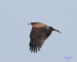 3-6-07 Eagle 2795 ttl.jpg